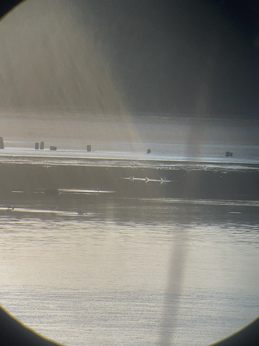 Wilson's Phalarope - ML623796660