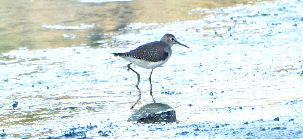 Solitary Sandpiper - ML623796678