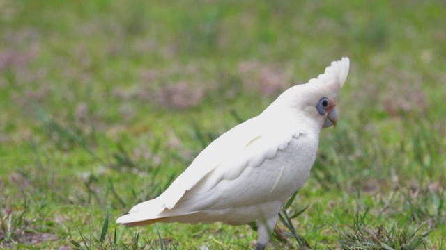 Little Corella - ML623796697