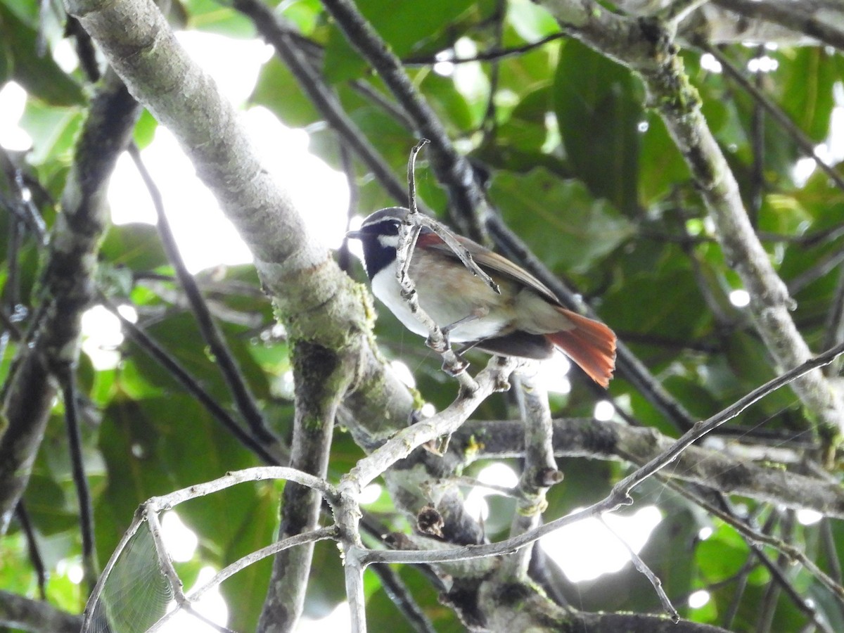 Red-tailed Vanga - ML623796710