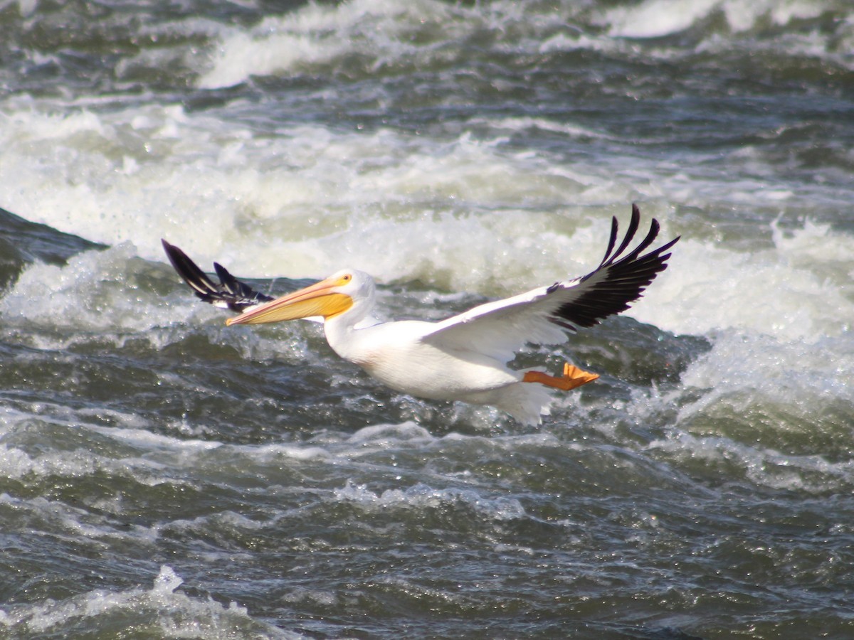 American White Pelican - ML623796713