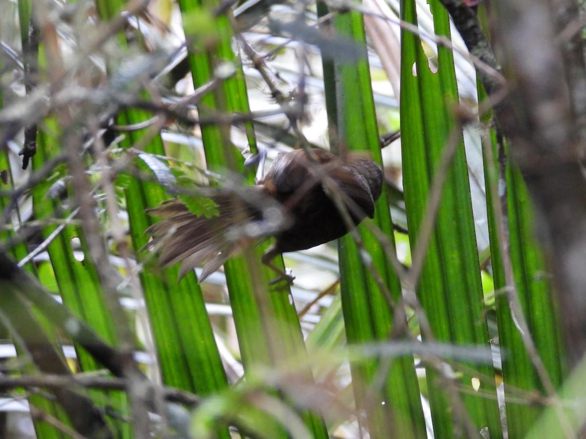 Malagasy Brush-Warbler (Malagasy) - ML623796714