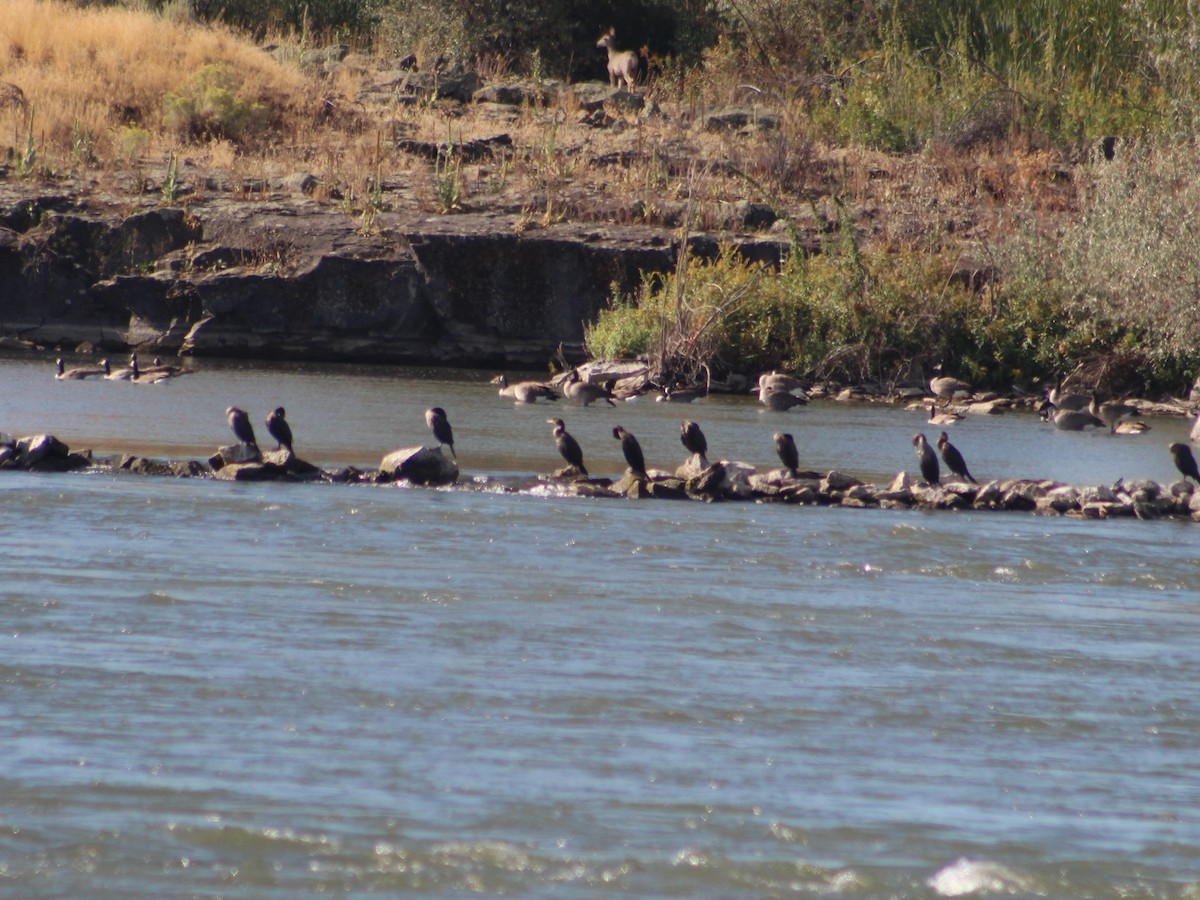 Double-crested Cormorant - ML623796723