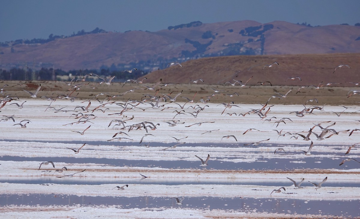 California Gull - ML623796738