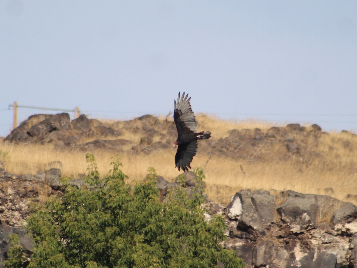 Turkey Vulture - ML623796740