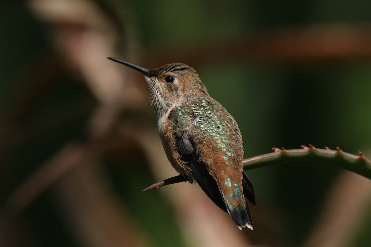 Allen's Hummingbird - ML623796741