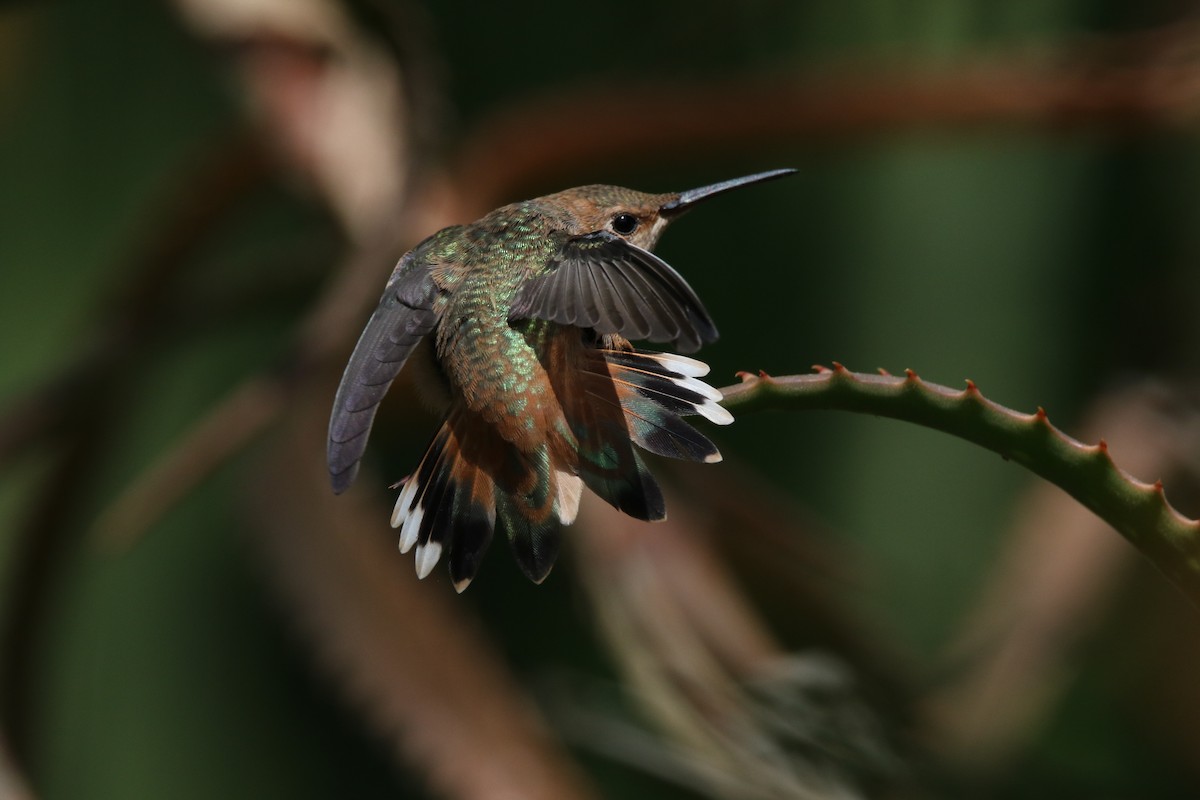 Allen's Hummingbird - ML623796750