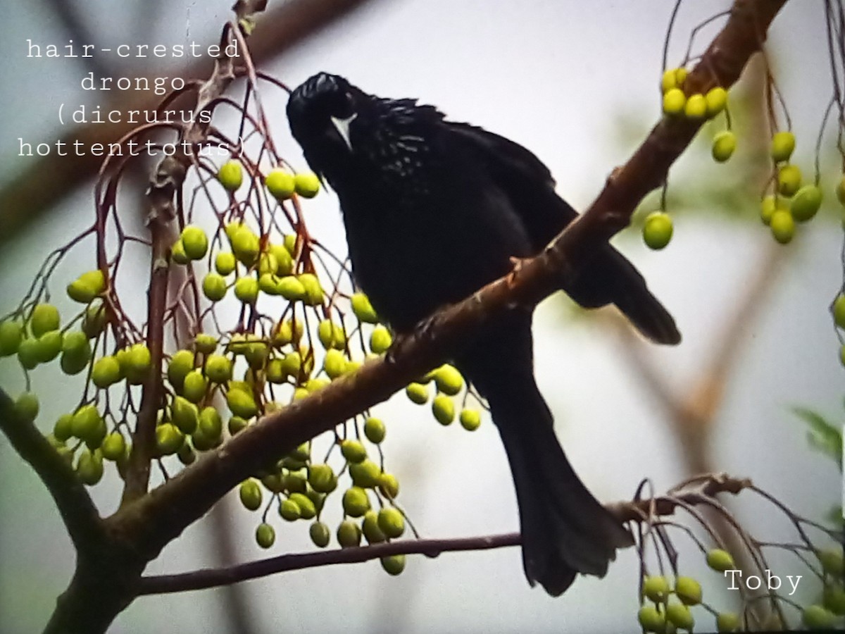 Hair-crested Drongo - ML623796776