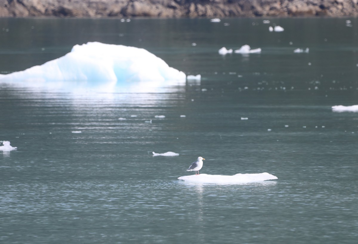 Glaucous-winged Gull - ML623796781