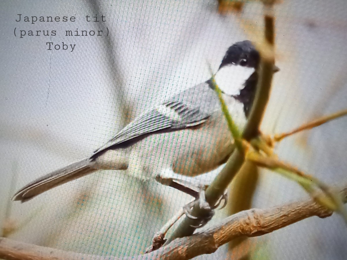 Japanese Tit - ML623796782