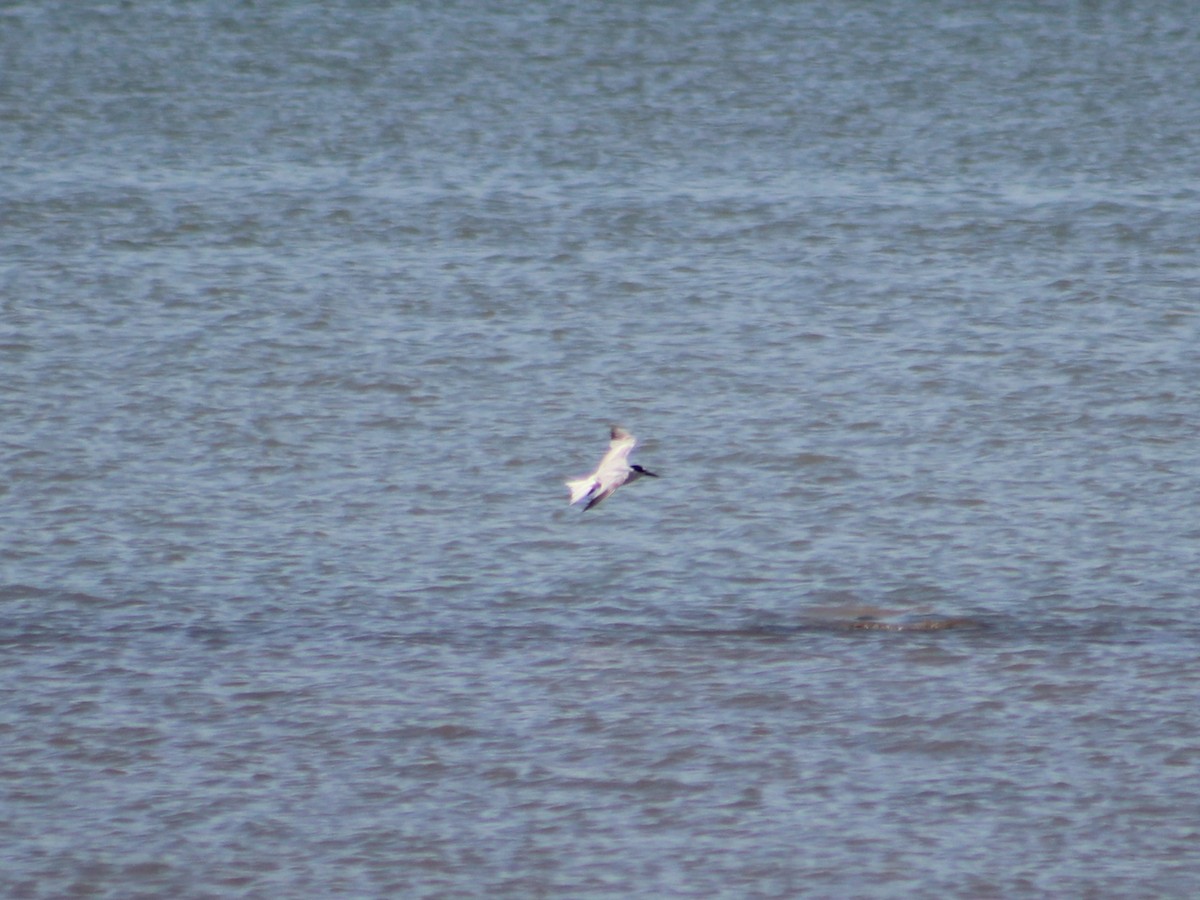 Common Tern - ML623796828