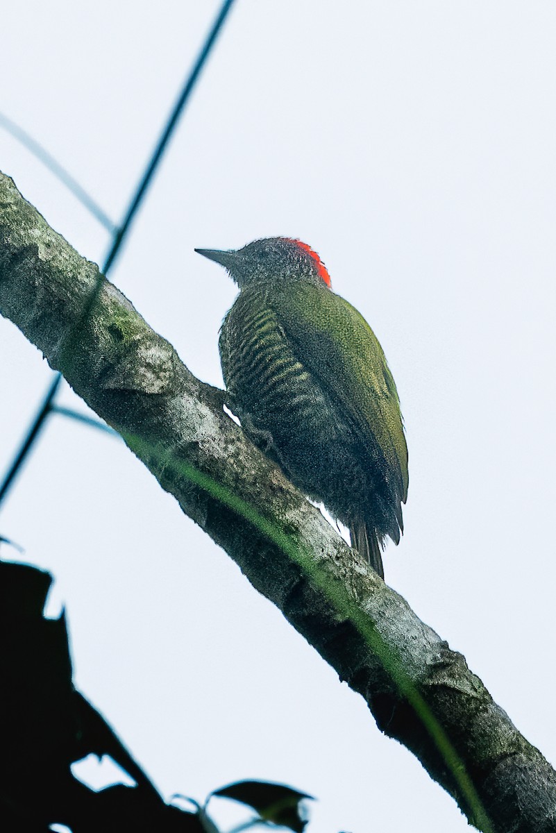 Green-backed Woodpecker (Plain-backed) - ML623796836