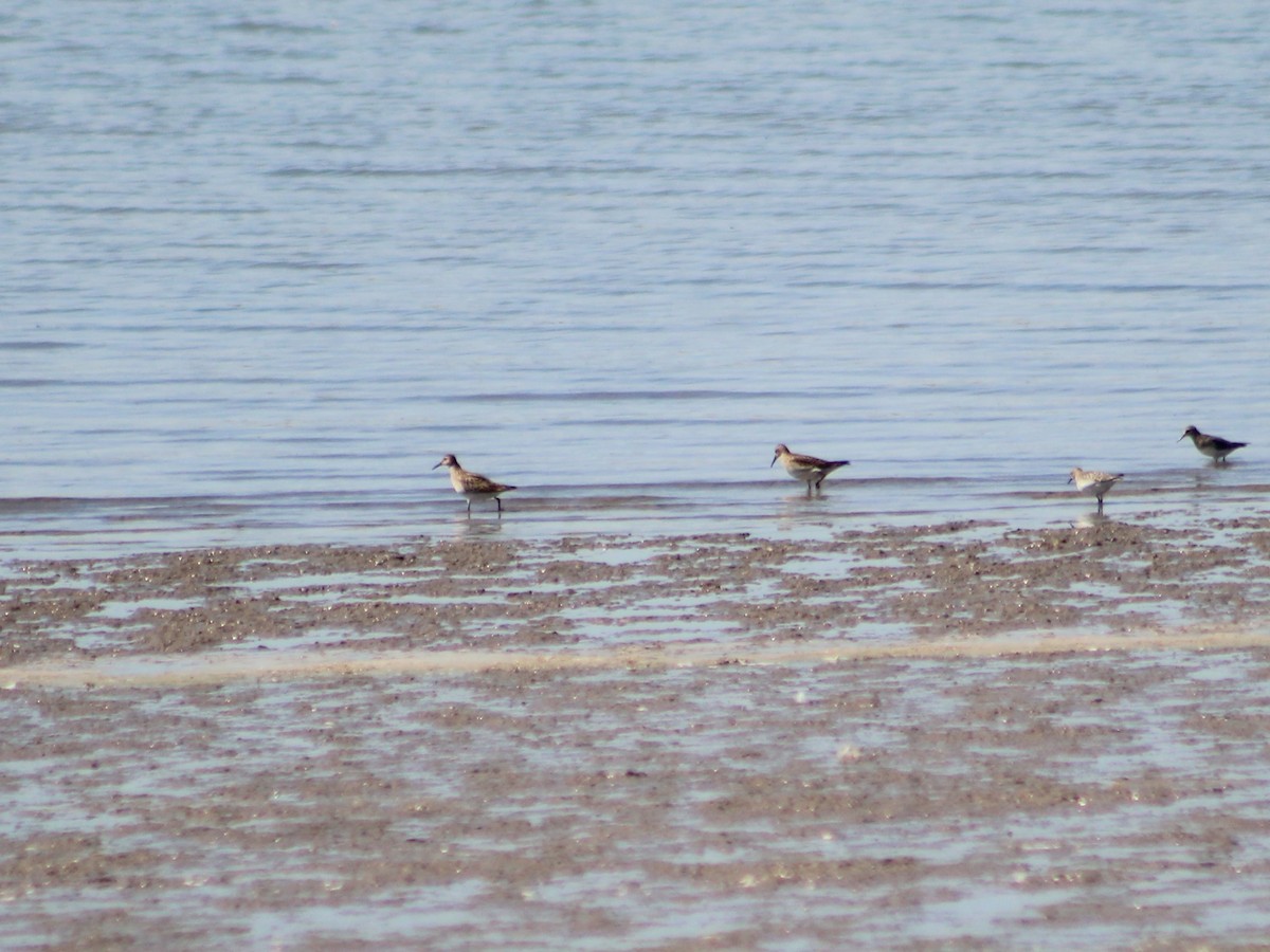 Pectoral Sandpiper - ML623796840