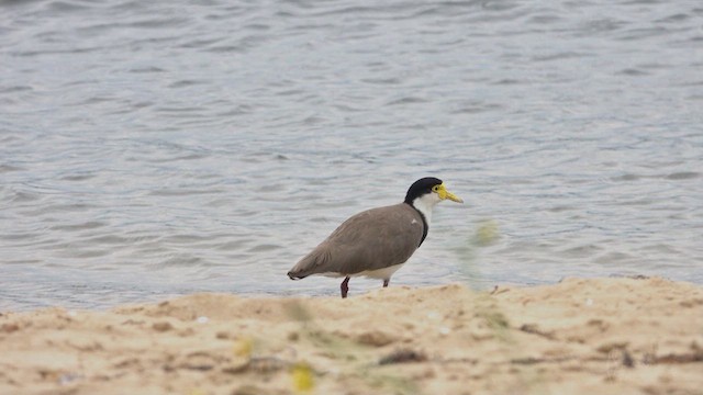 Masked Lapwing - ML623796851