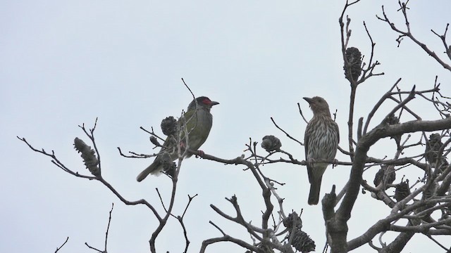 Australasian Figbird - ML623796854