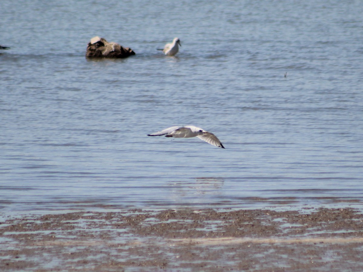 Ring-billed Gull - ML623796864