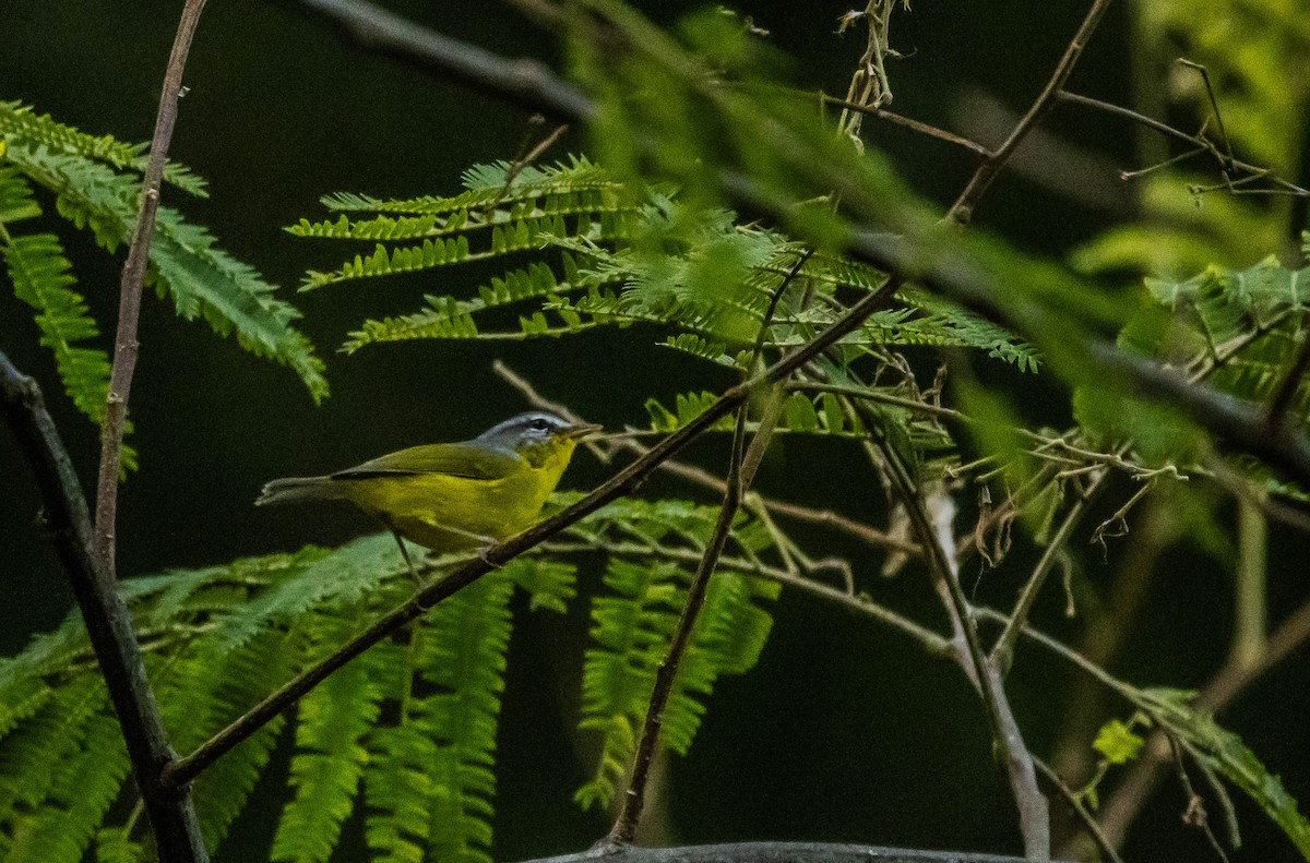 Gray-hooded Warbler - ML623796865