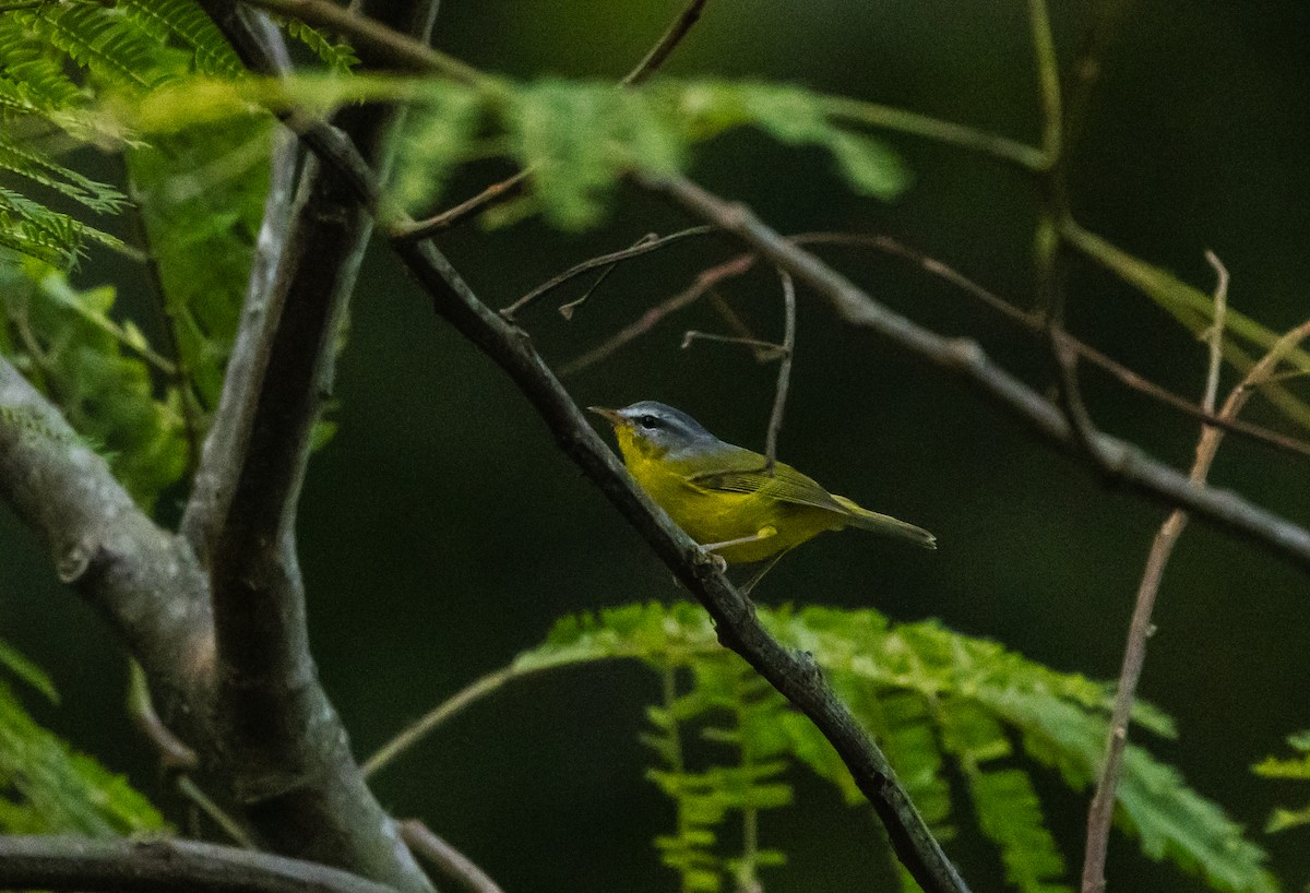 Gray-hooded Warbler - ML623796866