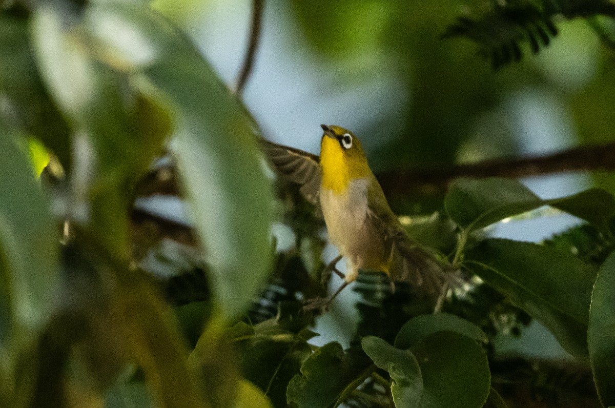 Indian White-eye - ML623796869