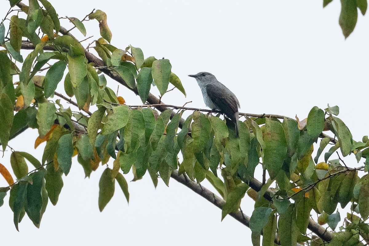 Cassin's Flycatcher - ML623796874