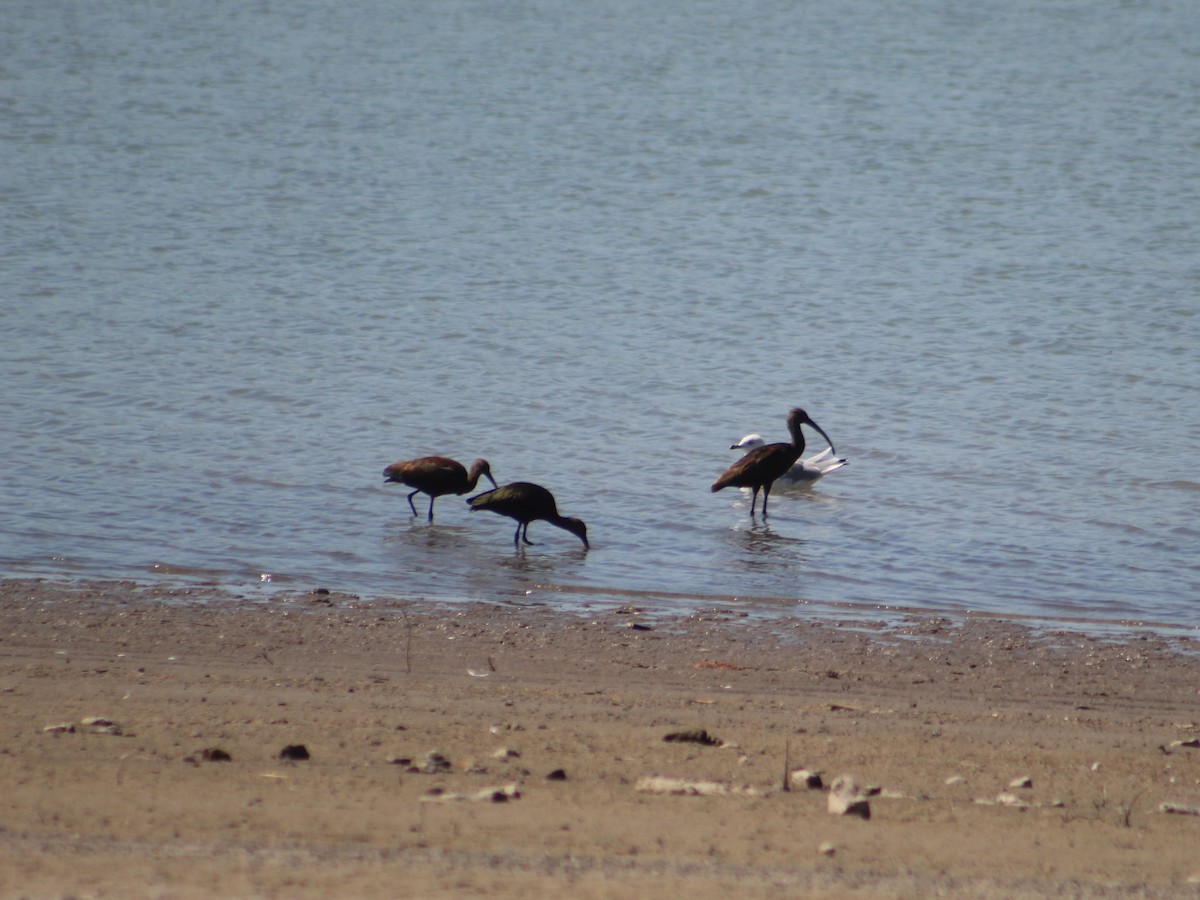 White-faced Ibis - ML623796882