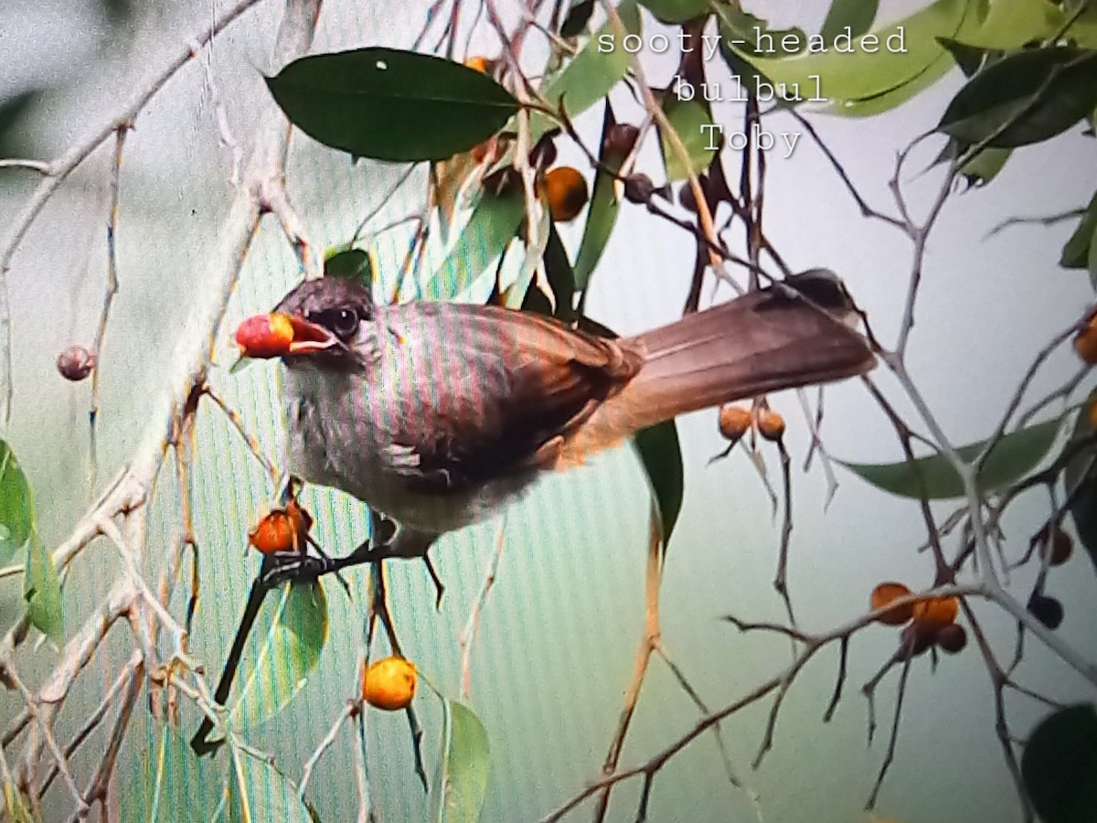 Sooty-headed Bulbul - ML623796891