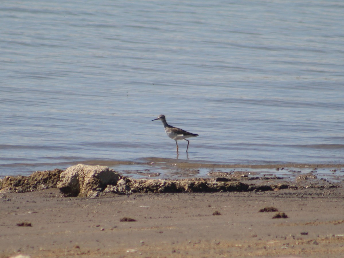 Lesser Yellowlegs - ML623796905