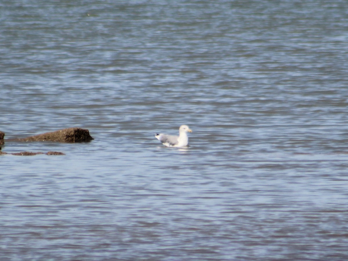 California Gull - James Jarrett