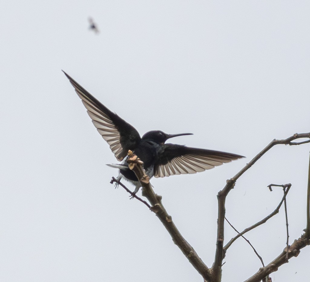 Black Jacobin - ML623796917