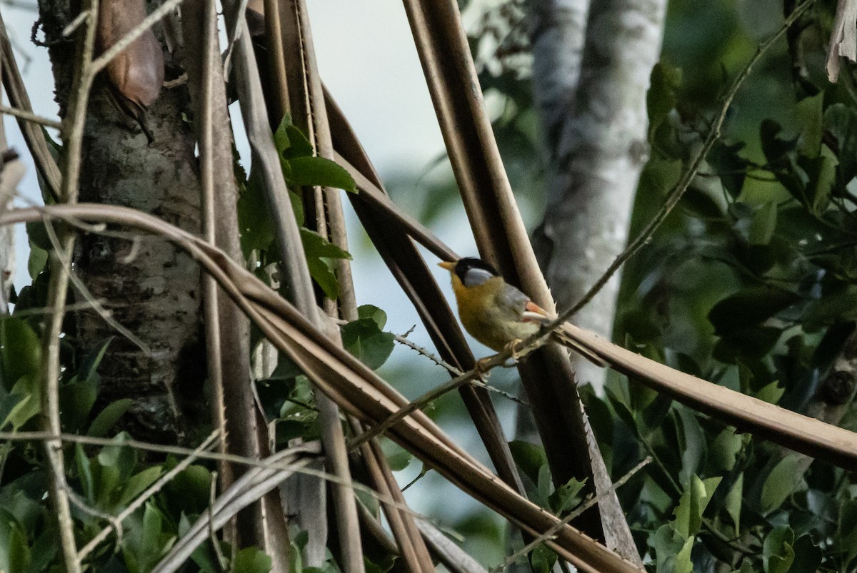 Silver-eared Mesia - ML623796919