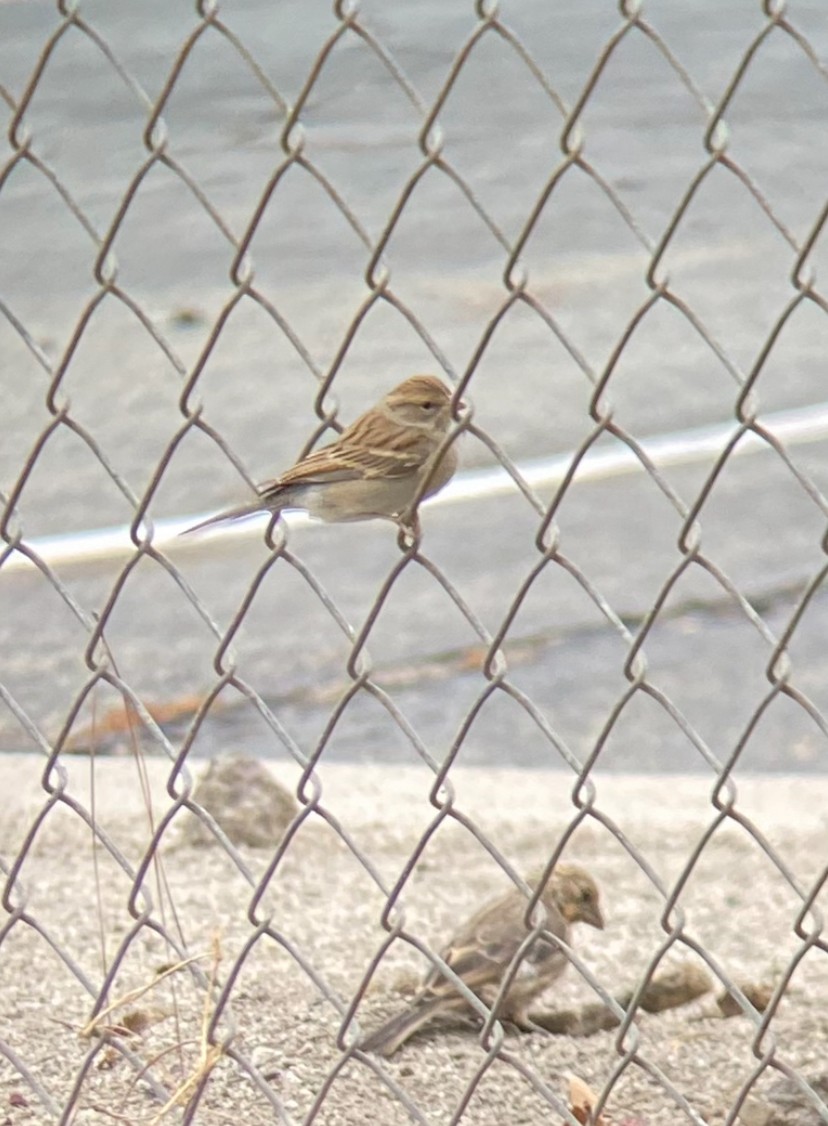 Chipping Sparrow - ML623796988