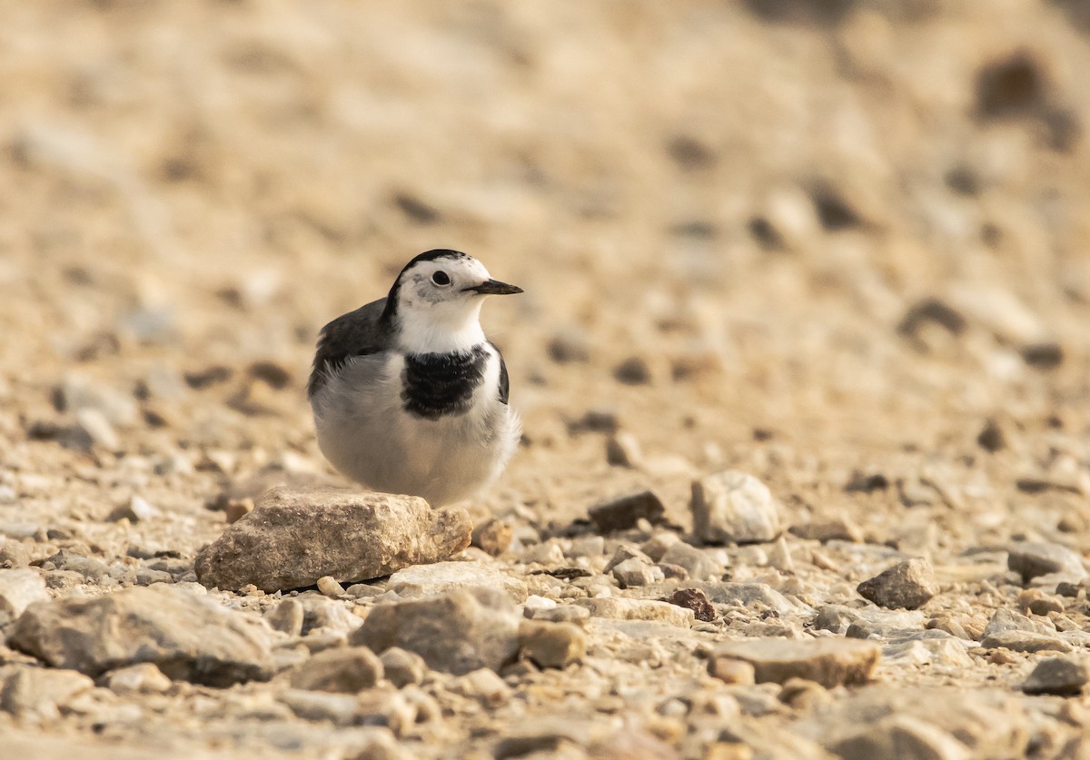 White Wagtail - ML623796998