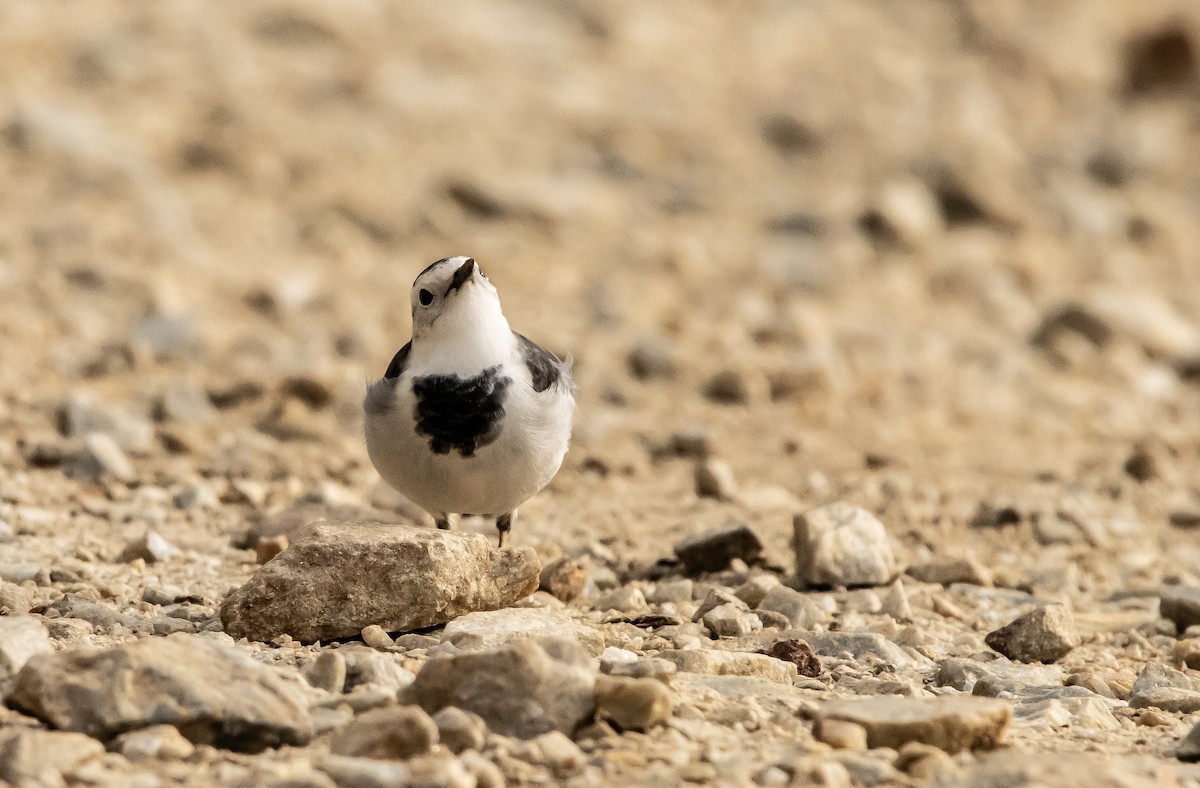 White Wagtail - ML623796999