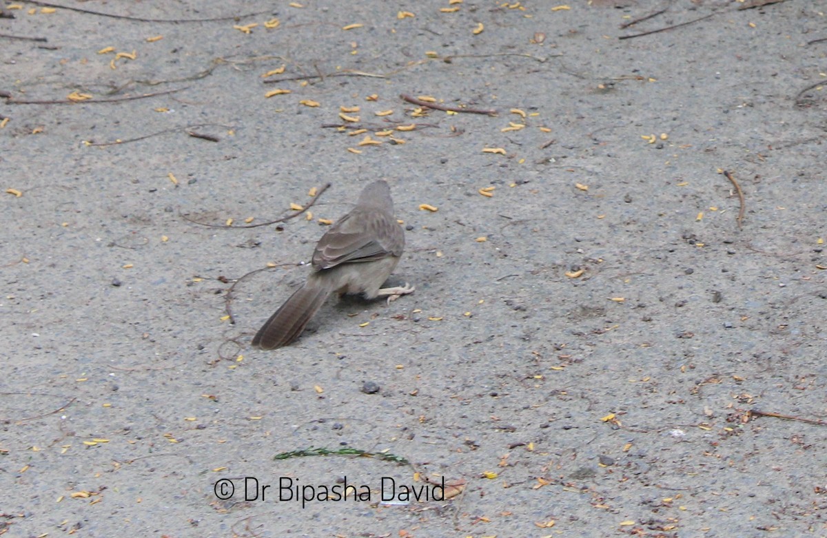 Jungle Babbler - ML623797000