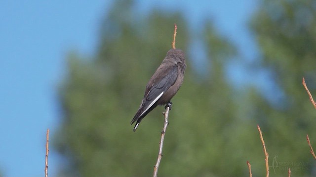 Dusky Woodswallow - ML623797007