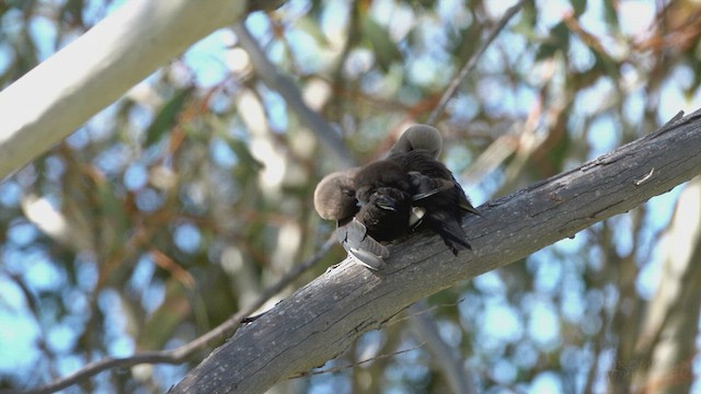 Dusky Woodswallow - ML623797008