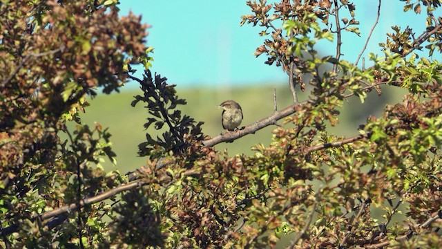 Rufous Songlark - ML623797009