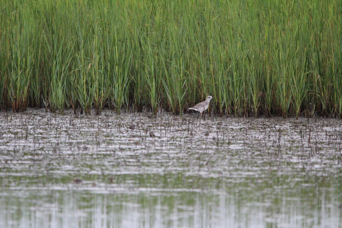 Black-bellied Plover - M Alexander