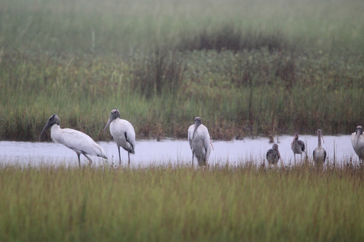 Wood Stork - ML623797019