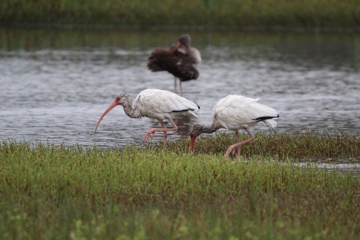 White Ibis - ML623797043