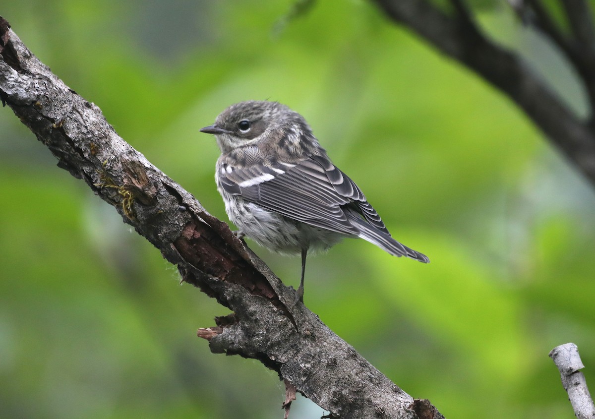 Yellow-rumped Warbler (Myrtle) - "Chia" Cory Chiappone ⚡️