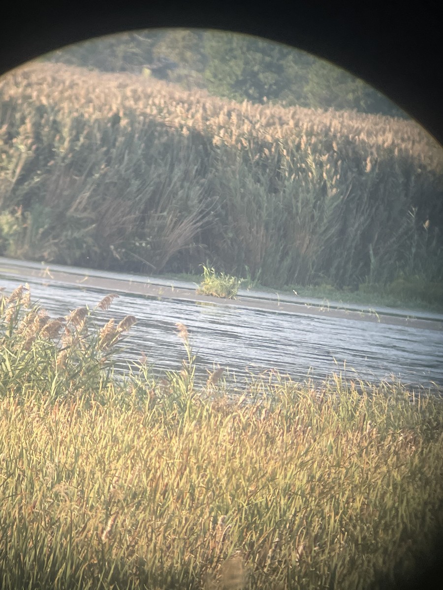 Black-necked Stilt - ML623797055