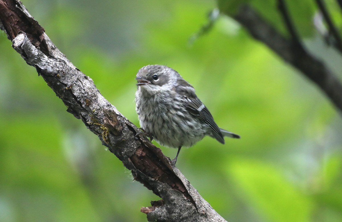 Yellow-rumped Warbler (Myrtle) - "Chia" Cory Chiappone ⚡️