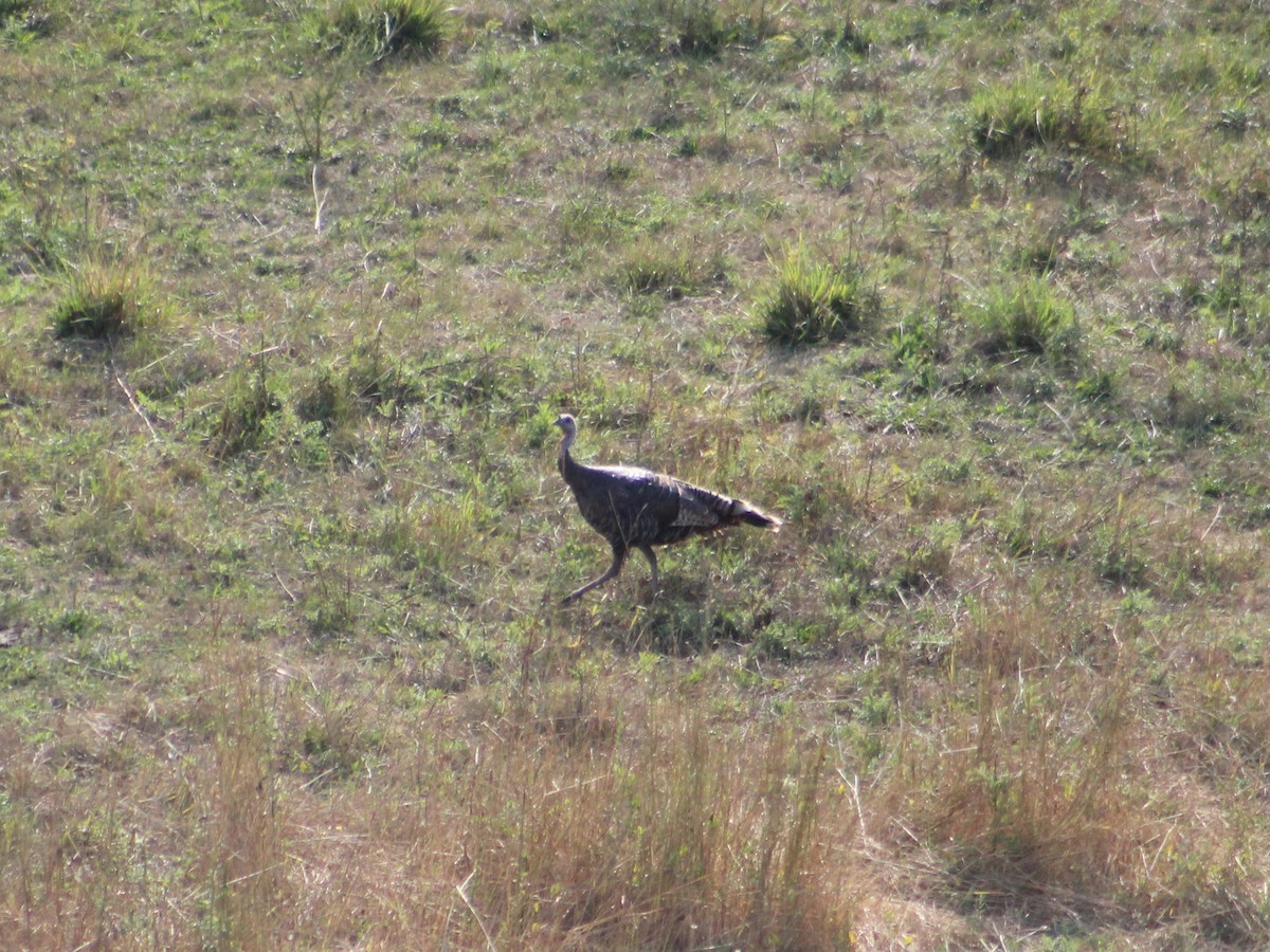 Wild Turkey - ML623797066