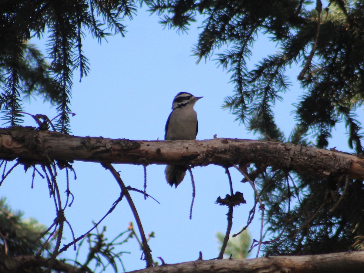 Downy Woodpecker - ML623797072