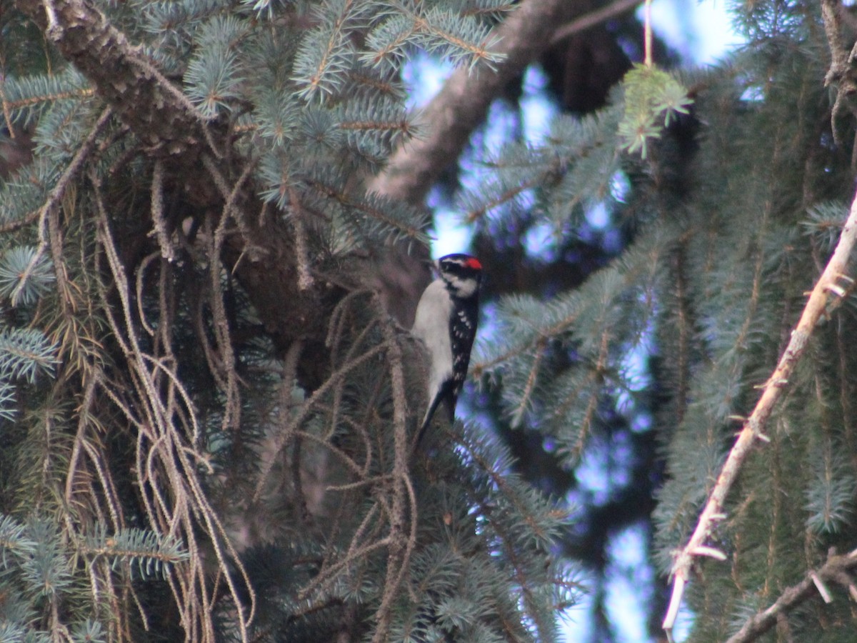 Downy Woodpecker - ML623797073