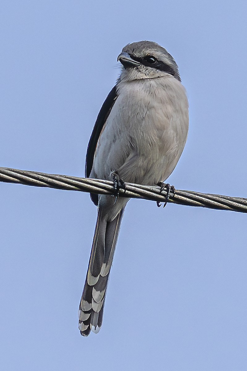 Mackinnon's Shrike - ML623797074