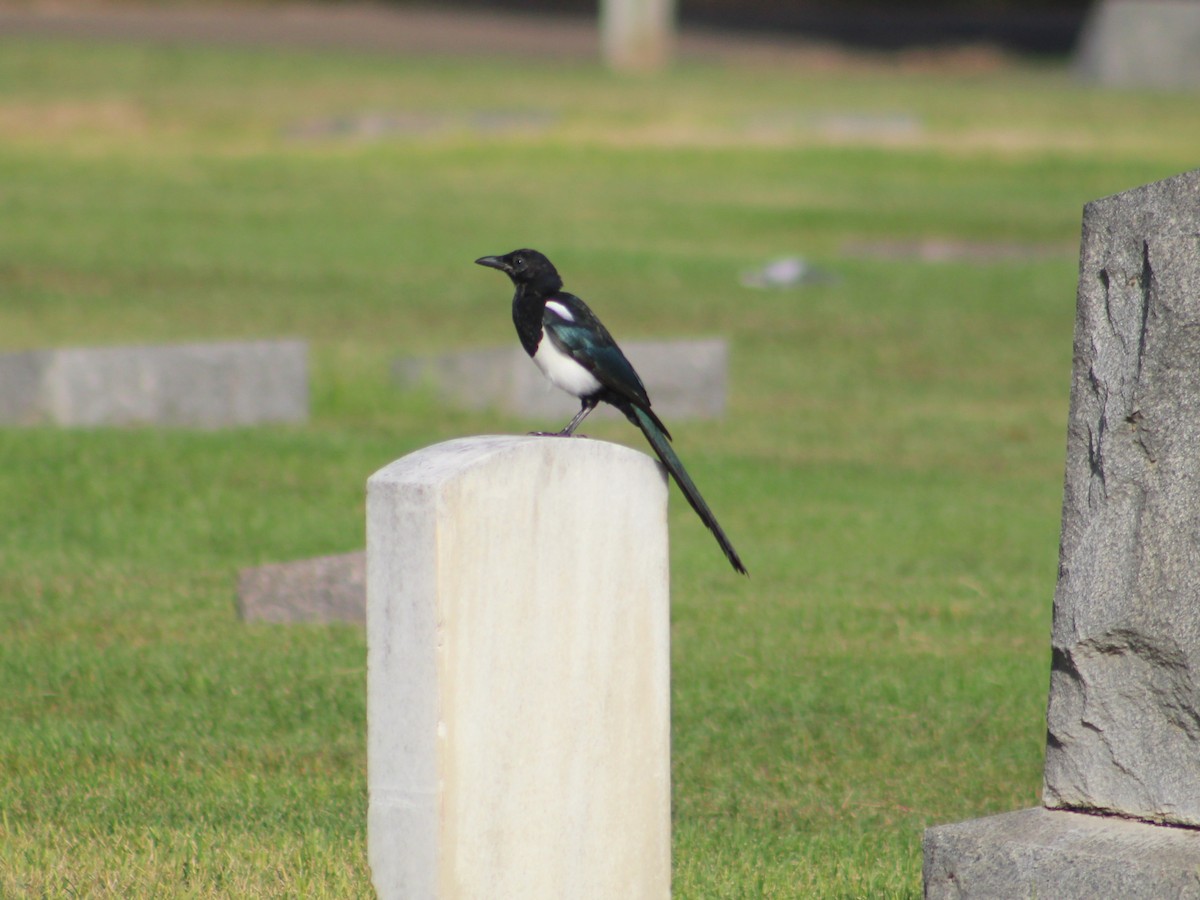 Black-billed Magpie - ML623797080