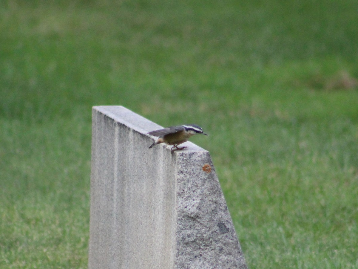 Red-breasted Nuthatch - ML623797085