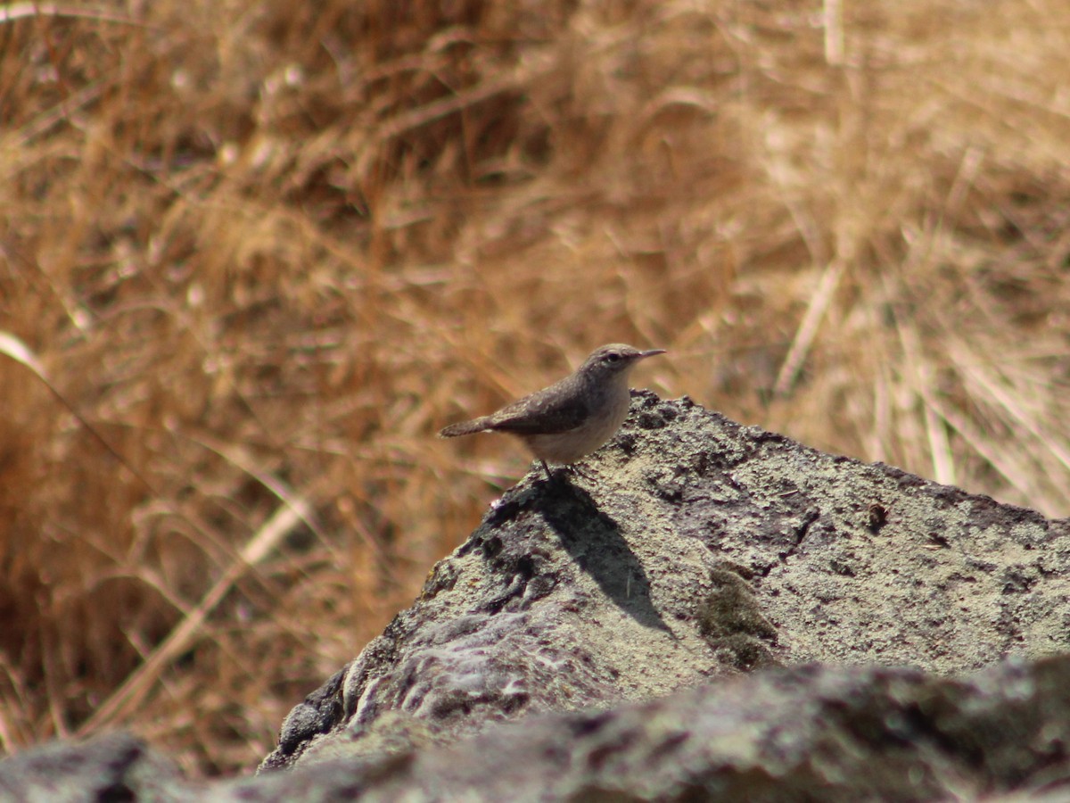 Rock Wren - ML623797088